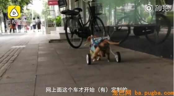 十年老狗瘫痪，主人便宜小推车助它奔跑，主人：轮到我赐顾帮衬它了…-6.jpeg