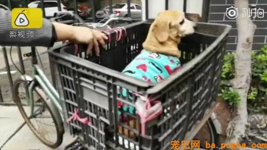 十年老狗瘫痪，主人便宜小推车助它奔跑，主人：轮到我赐顾帮衬它了…-9.jpeg