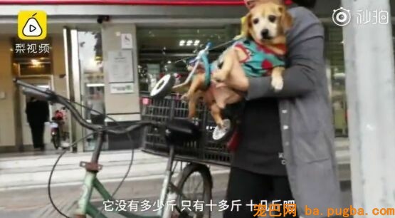 十年老狗瘫痪，主人便宜小推车助它奔跑，主人：轮到我赐顾帮衬它了…-10.jpeg