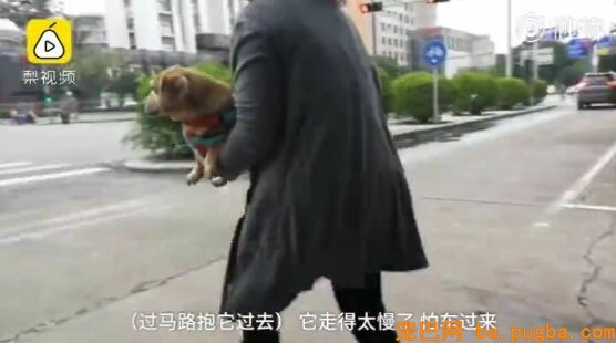 十年老狗瘫痪，主人便宜小推车助它奔跑，主人：轮到我赐顾帮衬它了…-11.jpeg