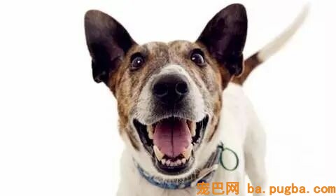 理解狗狗牙齿，从清洁初步！-1.jpeg