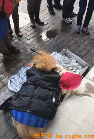 被主人抛弃的漂泊狗，宁愿冻死也要死等主人，好感人！-1.gif