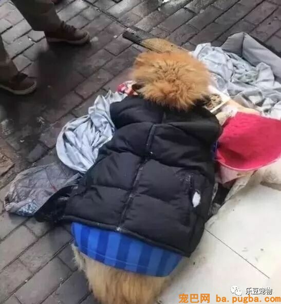 被主人抛弃的漂泊狗，宁愿冻死也要死等主人，好感人！-2.jpeg