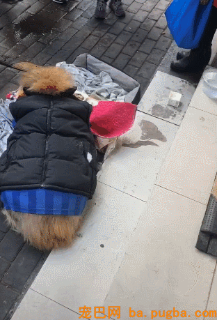 被主人抛弃的漂泊狗，宁愿冻死也要死等主人，好感人！-5.gif