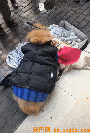 被主人抛弃的漂泊狗，宁愿冻死也要死等主人，好感人！-4.gif