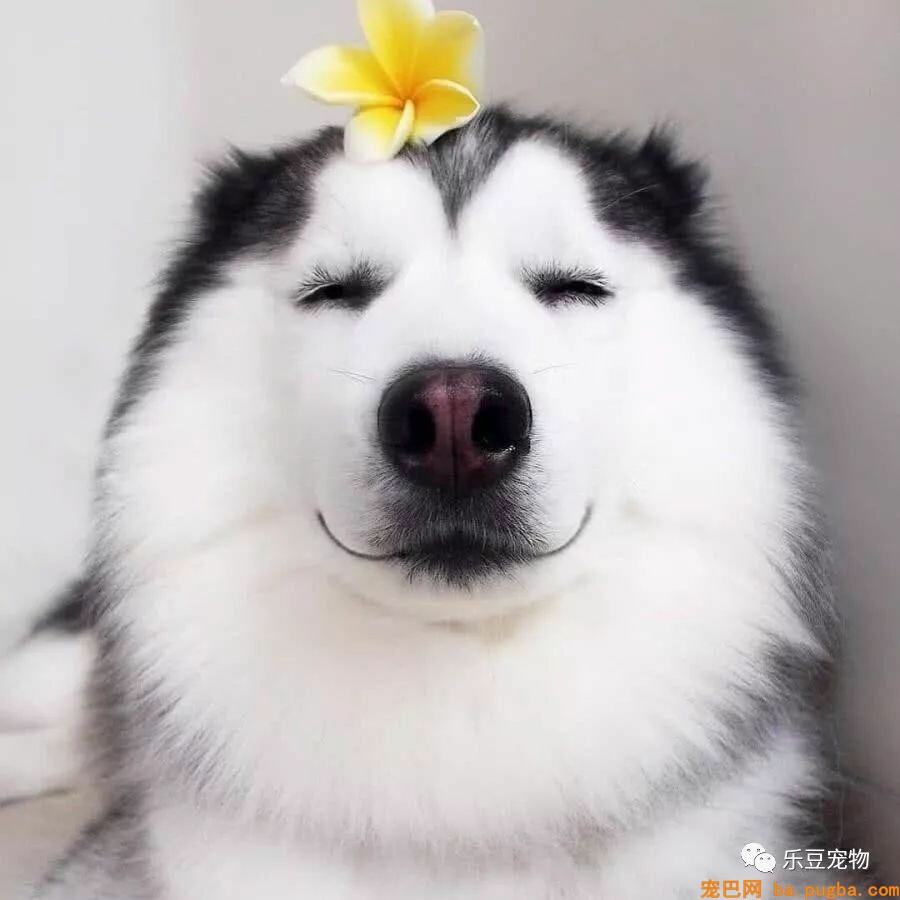 带着哈士奇去网吧打游戏，主人赢了后，二哈表情兴奋了！-1.jpeg