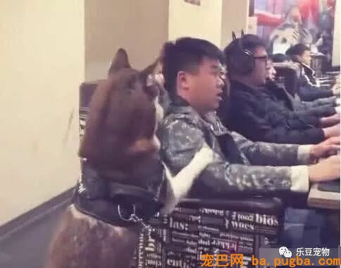 带着哈士奇去网吧打游戏，主人赢了后，二哈表情兴奋了！-3.jpeg