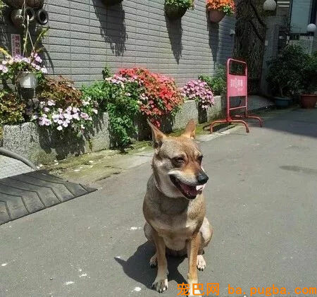 本来狗狗分开后，真的会以另一种方式回来...-6.jpg