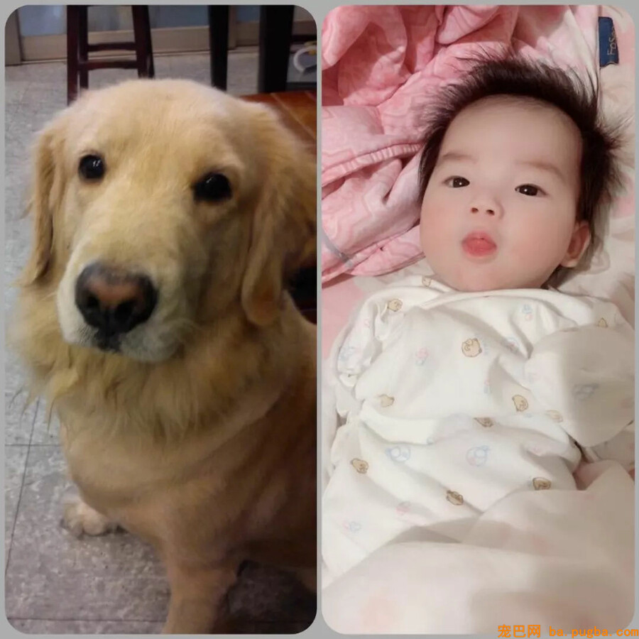 本来狗狗分开后，真的会以另一种方式回来...-16.jpg