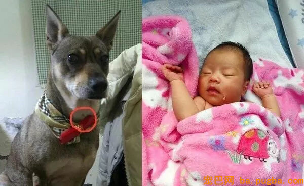 本来狗狗分开后，真的会以另一种方式回来...-15.jpg