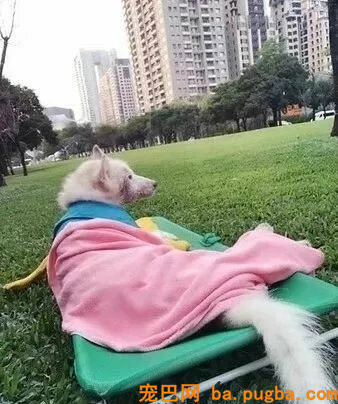 本来狗狗分开后，真的会以另一种方式回来...-13.jpg