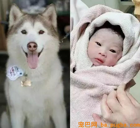 本来狗狗分开后，真的会以另一种方式回来...-17.jpg
