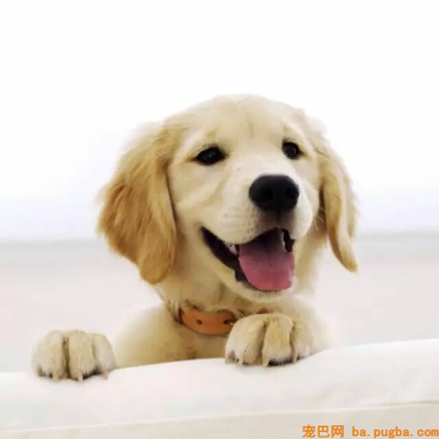 狗狗睡觉抖脚？是在做梦吗？-2.jpeg