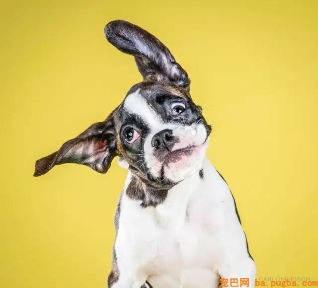 狗狗睡觉抖脚？是在做梦吗？-1.jpeg