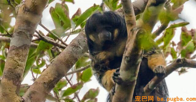 此物种被称为“飞行猴”，消失80年后从头呈现，科学家冲动落泪-2.jpeg