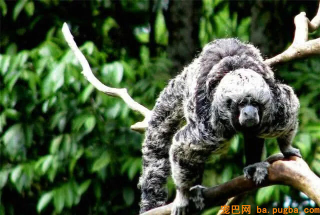 此物种被称为“飞行猴”，消失80年后从头呈现，科学家冲动落泪-3.jpg