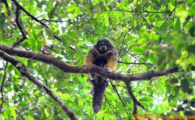 此物种被称为“飞行猴”，消失80年后从头呈现，科学家冲动落泪-4.jpg