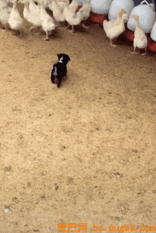 主人买了只狗看鸭舍，狗子：tm鸭子比我还大，怎么看？-1.gif