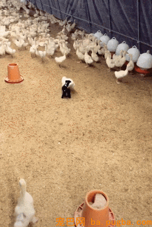 主人买了只狗看鸭舍，狗子：tm鸭子比我还大，怎么看？-2.gif