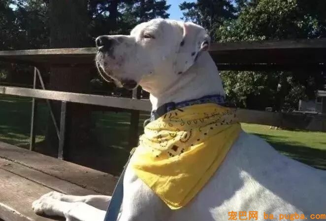 狗狗身上系了黄丝带千万不要乱摸，因为...-2.jpeg