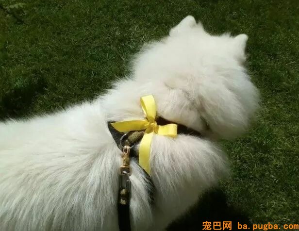 狗狗身上系了黄丝带千万不要乱摸，因为...-5.jpeg