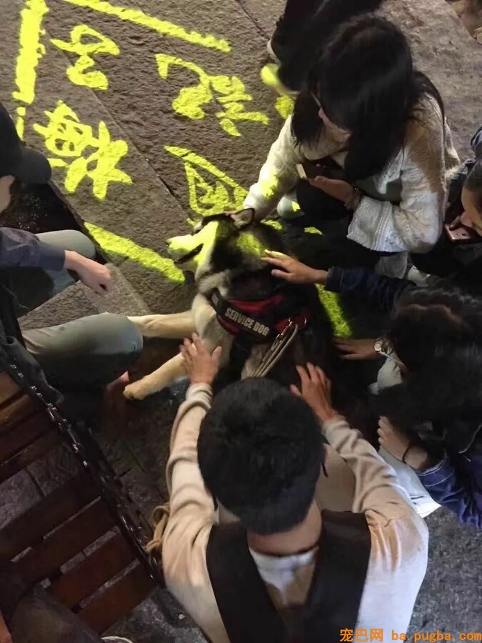 狗狗身上系了黄丝带千万不要乱摸，因为...-7.jpeg