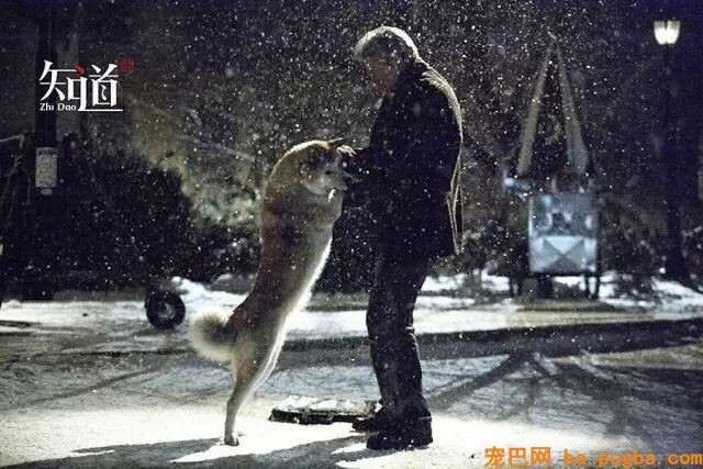 通过一条狗，我们看到了本人的脆弱、孤单与深情-2.jpeg