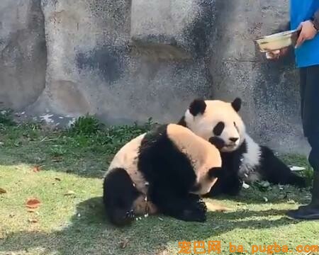 饲养员小哥投喂苹果，被接下来一幕笑喷，熊猫：我不就掐会儿腰嘛-1.jpeg