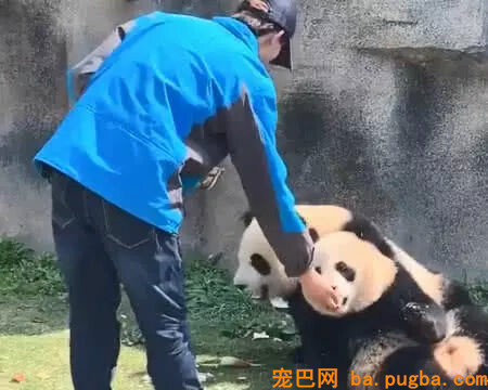 饲养员小哥投喂苹果，被接下来一幕笑喷，熊猫：我不就掐会儿腰嘛-3.jpg