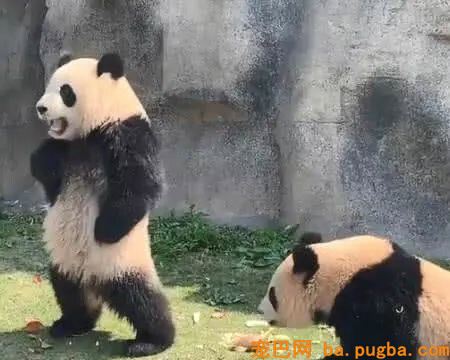 饲养员小哥投喂苹果，被接下来一幕笑喷，熊猫：我不就掐会儿腰嘛-4.jpg