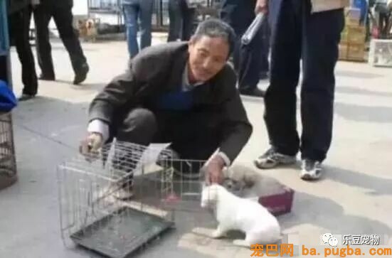 老爷爷进城免费送狗，仍然被嘲讽，路人：小土狗贴钱都没人要！-2.jpeg