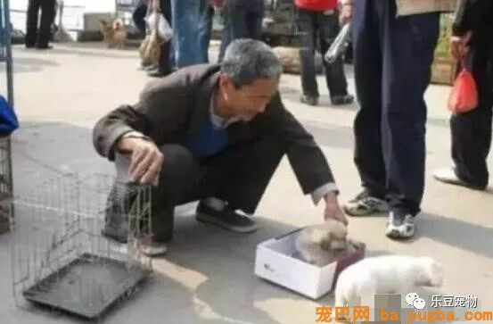 老爷爷进城免费送狗，仍然被嘲讽，路人：小土狗贴钱都没人要！-3.jpeg