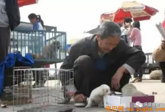 老爷爷进城免费送狗，仍然被嘲讽，路人：小土狗贴钱都没人要！-1.jpeg