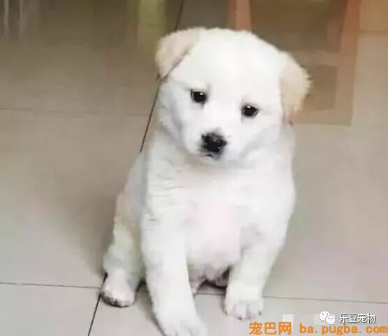 老爷爷进城免费送狗，仍然被嘲讽，路人：小土狗贴钱都没人要！-4.jpeg