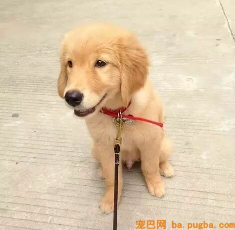狗狗走路外八与内八的原因-1.jpeg