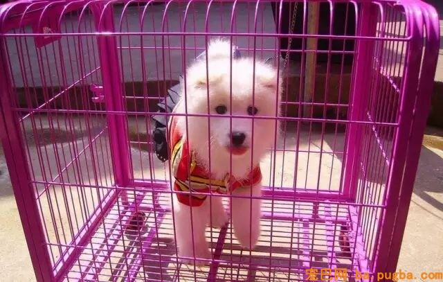 狗狗走路外八与内八的原因-2.jpeg