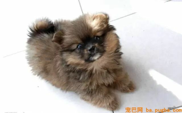 狗狗走路外八与内八的原因-3.jpeg