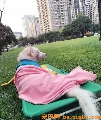 和狗狗约定要投胎回来，等女儿出生时，她看了一眼就哭了...-11.jpeg