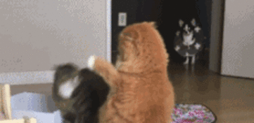 家里两只猫打得正剧烈，狗子突然闯入，场面很为难…-2.gif