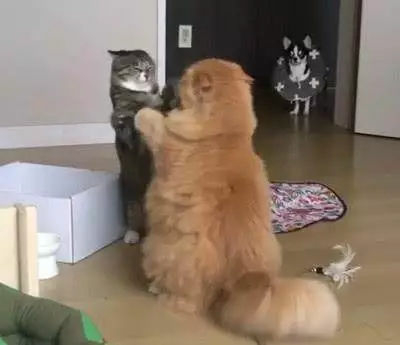 家里两只猫打得正剧烈，狗子突然闯入，场面很为难…-1.jpg
