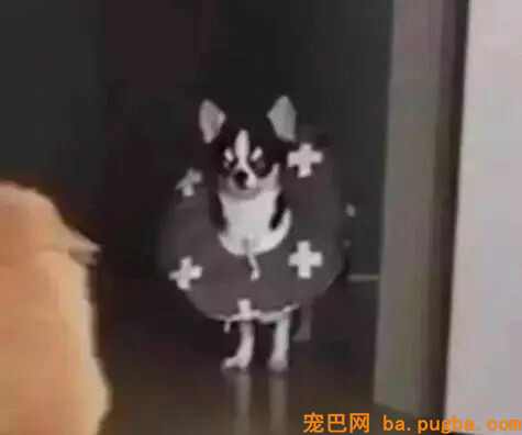 家里两只猫打得正剧烈，狗子突然闯入，场面很为难…-3.jpg