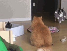 家里两只猫打得正剧烈，狗子突然闯入，场面很为难…-4.gif