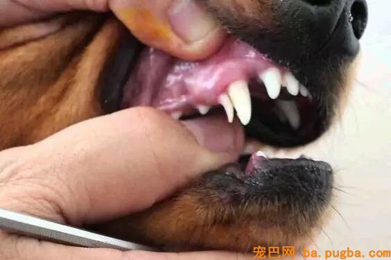 加速老年犬衰亡的疾病有哪些？-6.jpeg