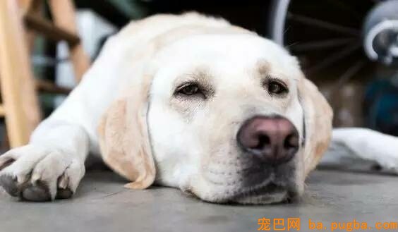 加速老年犬衰亡的疾病有哪些？-1.jpeg
