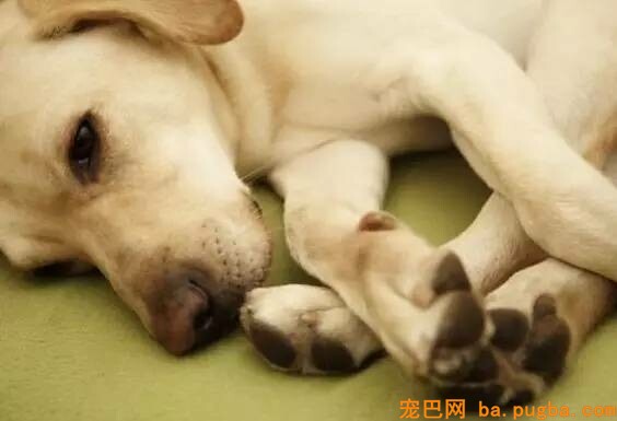 加速老年犬衰亡的疾病有哪些？-3.jpeg
