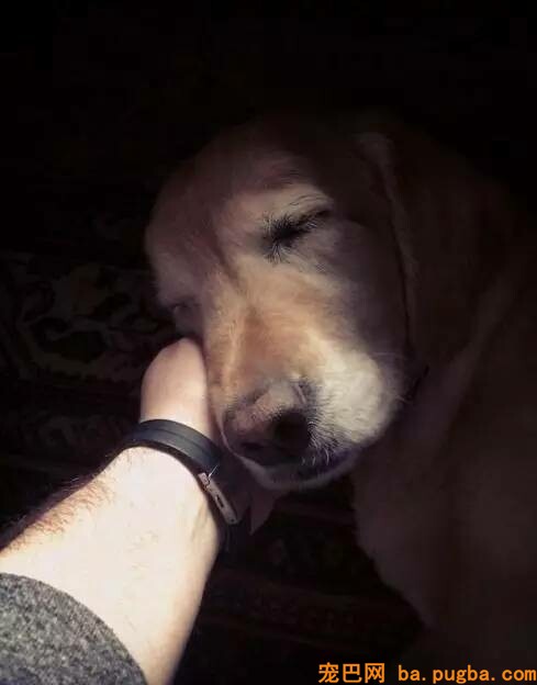 加速老年犬衰亡的疾病有哪些？-2.jpeg