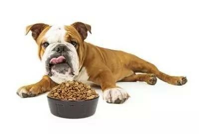 加速老年犬衰亡的疾病有哪些？-5.jpeg
