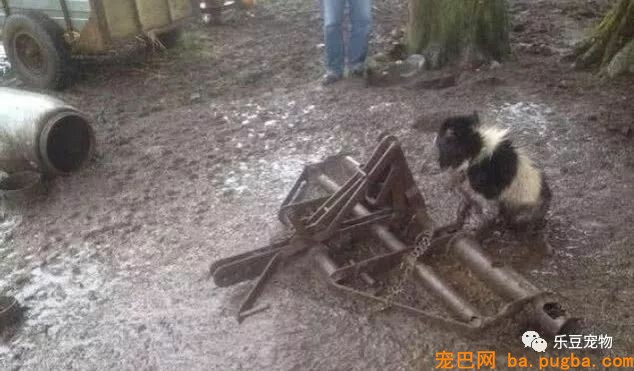 漂泊狗被收养后，过的比漂泊期间更惨，被拴池沼地两年！-2.jpeg