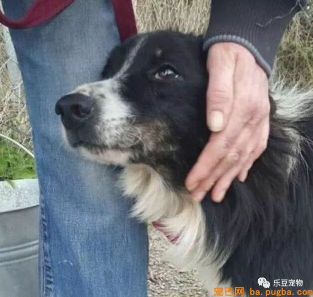 漂泊狗被收养后，过的比漂泊期间更惨，被拴池沼地两年！-4.jpeg