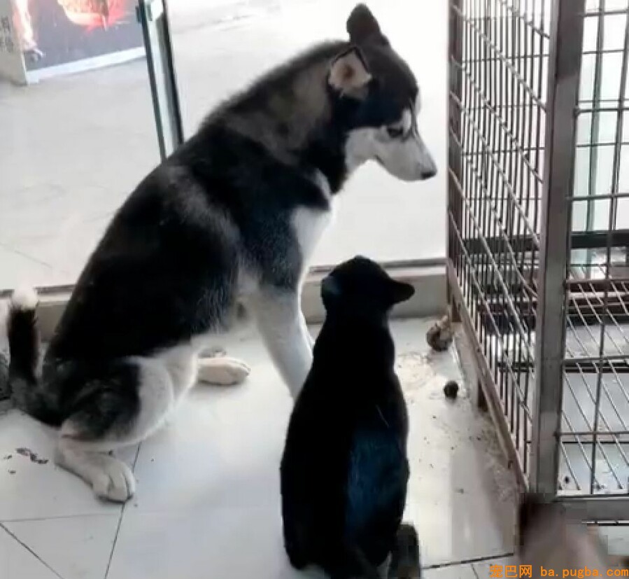 3只二哈仗着狗多想欺负猫咪，可成果：大哥，我错了...-1.jpeg